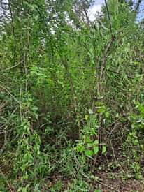 A picture of Shamba linauzwa lipo kiwangwa chalinze pwani