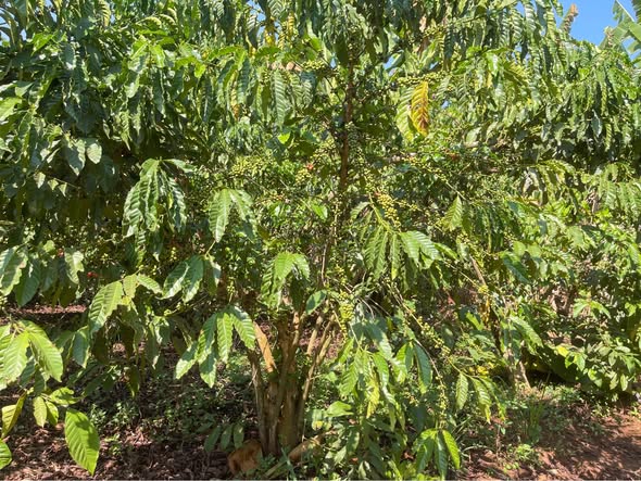 A picture of PLOT FOR SALE IN KAPEEKA