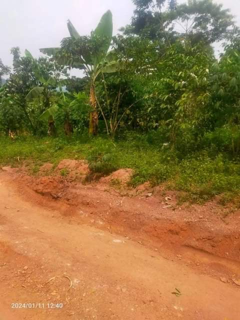 A picture of Acre