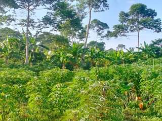 A picture of An acre of kibanja IN kayonza butuntumula LUWERO DISTRICT 7.5m