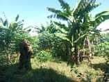 A picture of 7 Acres on sale with fertile soils flat access to