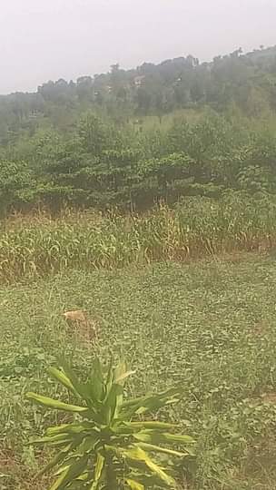 A picture of An acre of land