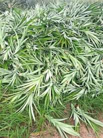A picture of Mbegu za mazao