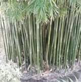 A picture of Bamboo for building