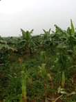 A picture of 10 Acres of Land available for sale in Kamengo on