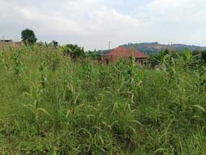 A picture of Merry Xmas Christmas 8000000 M LAND TITLE plot for sale