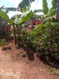 A picture of House for sale price 15m nagotiable plot size ft 40