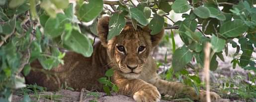 A picture of 3 Days Queen Elizabeth Safari Tour.