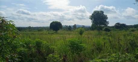 A picture of Land for sell kibanja
