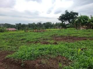 A picture of PLOTS OF LAND