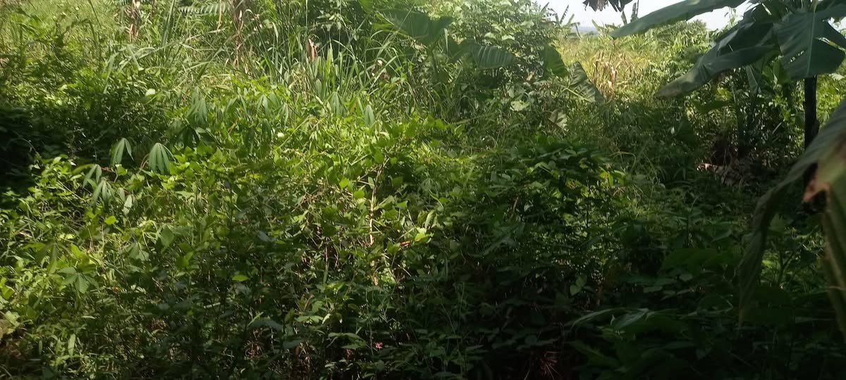 A picture of Land Kibanja for sale
