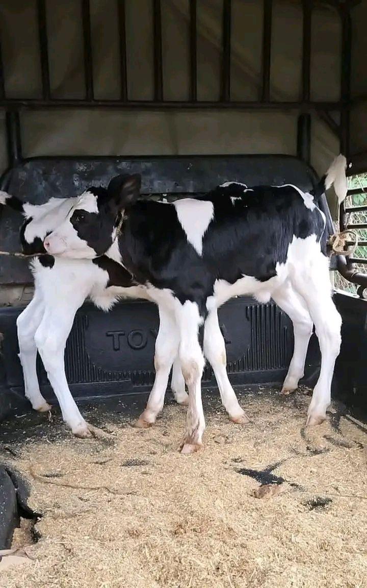 A picture of Pedigree calves