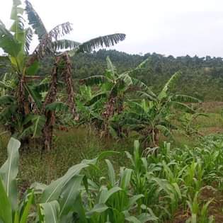 houses hoima