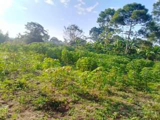 A picture of An acre of kibanja IN kayonza butuntumula LUWERO DISTRICT 7.5m