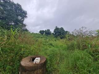 A picture of SHAMBA LINAUZWA