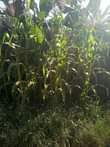 A picture of 1acre at 13 5m 7km from kikyusa town