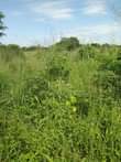 A picture of 4acres at 44m electricity and water available 14km from kikyusa