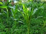 A picture of BUSUBUZI DEAL ON QUICK SALE COUNTRY HOME ON 2ACRES FOR