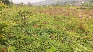 A picture of Ikibanza kigurishwa wagabanyamo bibiri