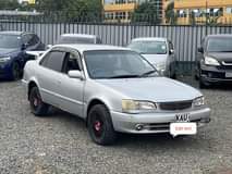 Elastus M.