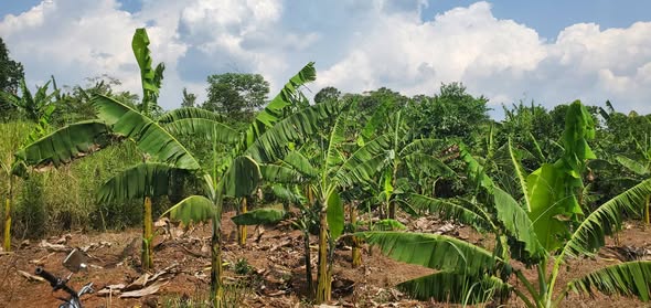 A picture of PLOT FOR SALE MUKONO Nakifuma Mayangayanga Nabibugga 50x100ft Banana plantation