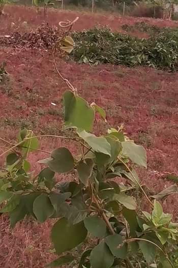 A picture of Nice Plots at Nakawuka Jjungo Price 7millions