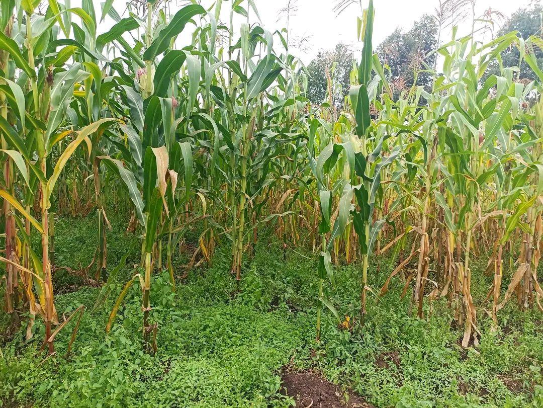 plots shamba
