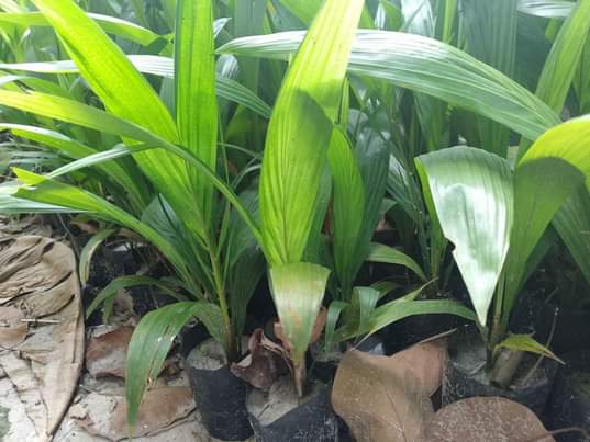 A picture of MICHE BORA YA MICHIKICHI