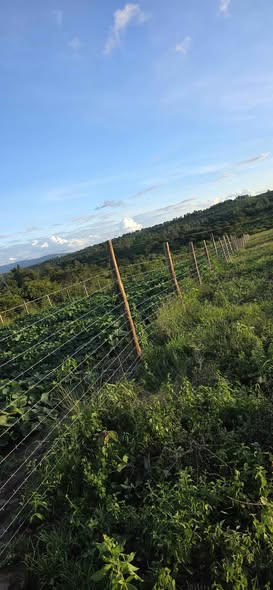 agricultural