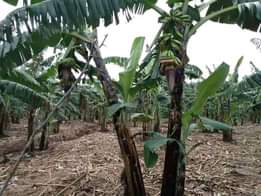 A picture of HOT DEAL TWO ACRES two acres of land on sale