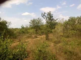 A picture of Shamba la eka 200 linauzwa lote milioni 34000000
