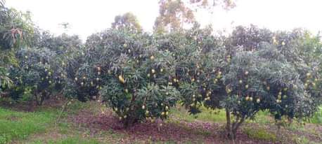 A picture of Flesh mangoes