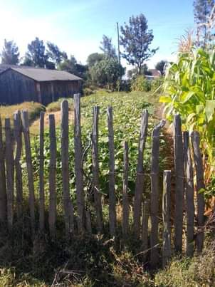 50 100 plots