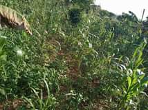 A picture of 2 fertile acres on sale both at 8m 7km from