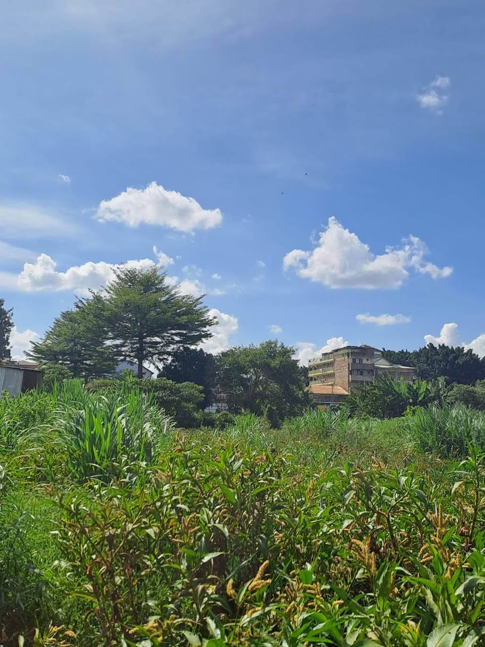 house kahawa