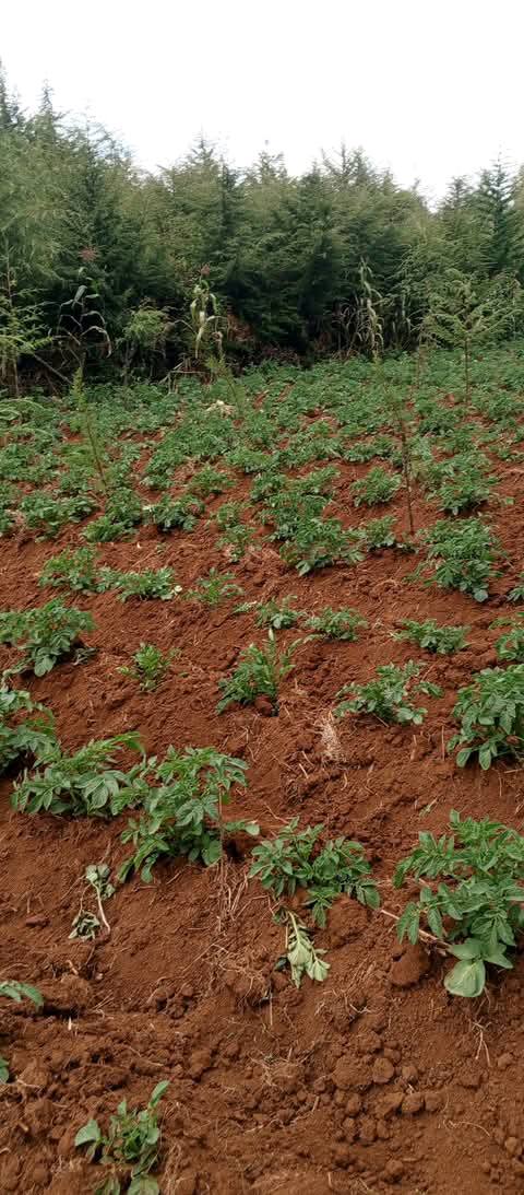 agricultural