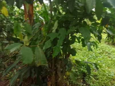A picture of 200ft by 65ft for sale along mukono katosi road in