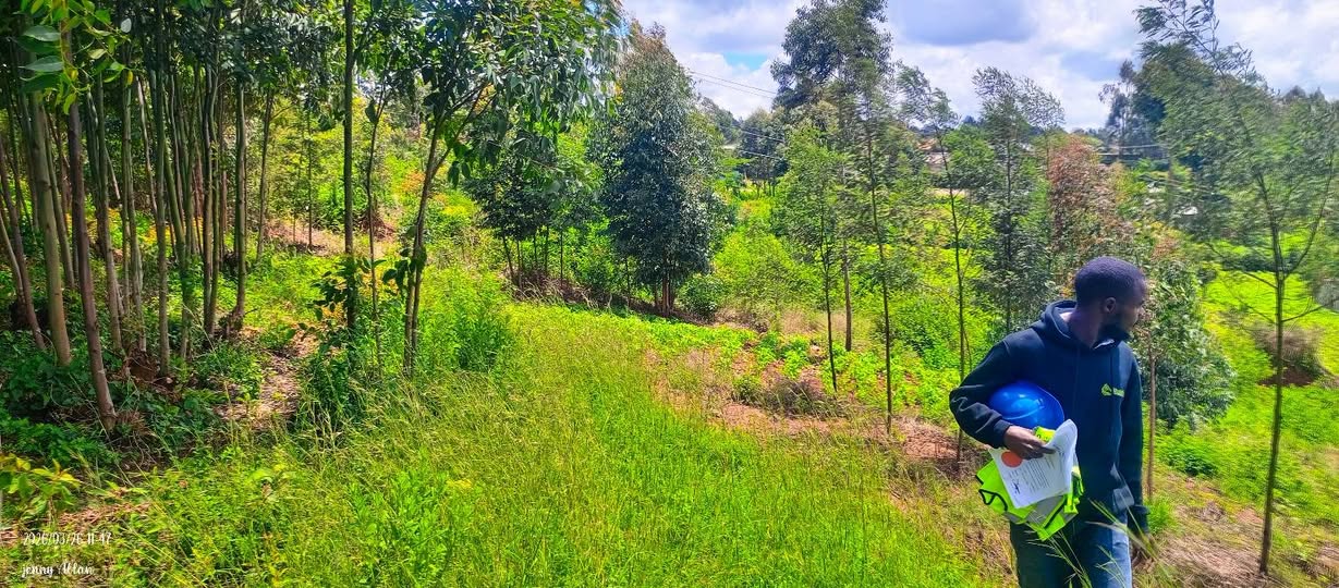 kikuyu grass