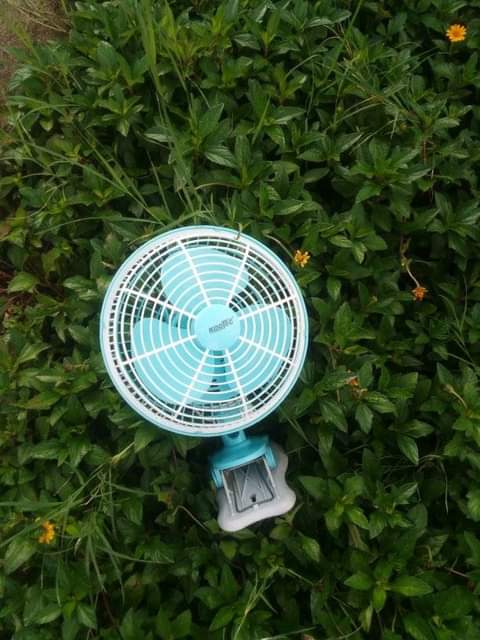 fans