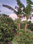 A picture of 3 ACRES OF PRIVATE MILE LAND FOR SALE 25m per