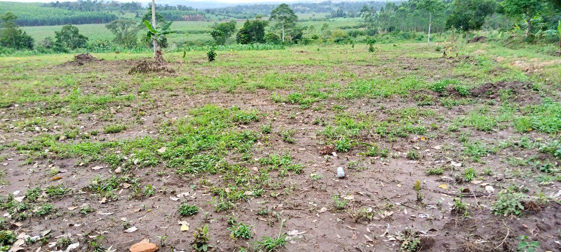 A picture of Titled plot for sale at namayumba estate