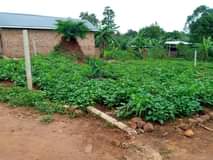 A picture of Busukuma gayaza rd plot on quick sale