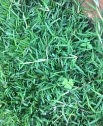 A picture of Natural compound grass
