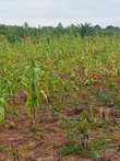 A picture of Shamba kiwanja