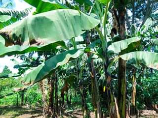 A picture of One Acre olusuke at 60m Matuga Kaaso Good for country