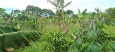 A picture of Anti MR PROPERTY It s an acre of land for