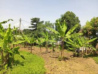 A picture of 35 DECIMALS FOR SALE LOCATED IN ZANA ON ENTEBBE ROAD