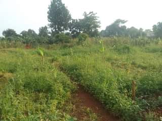 A picture of 100 by 100 ft plot for sale on mukono katosi