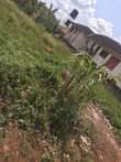 A picture of Land