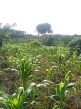 A picture of 80 acres for sale price 3m per acre private mailo